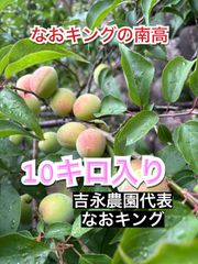 南高梅 10キロ 6月15日以降 梅 なおキングの梅