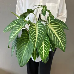 2025年最新】キサントソーマの人気アイテム - メルカリ