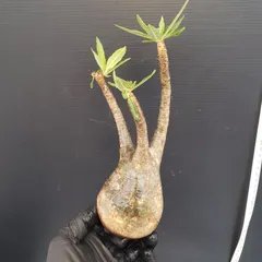 2025年最新】グラキリス 現地球の人気アイテム - メルカリ