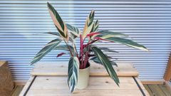 【観葉植物】カラテア　ストロマンテ　トリオスター　5号鉢