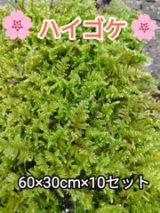 シノブゴケ 10トレー 苔 苔玉 苔リウム 苔テラリウム こけ コケ - メルカリ