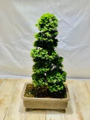 貴風 津山檜盆栽】真柏 ⭕希少、美品、お薦め品❗ - メルカリ