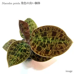 2025年最新】ジュエルオーキッドの人気アイテム - メルカリ