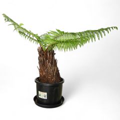 Dicksonia antarctica ディクソニア アンタルクティカ 8 木性シダ 全高87cm 胴囲104.5cm