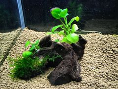 377．流木付き水草 アヌビアスナナプチ 南米ウィローモス