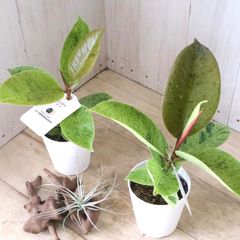 希少♡フィカス♡エラスティカ♡ジン♡観葉植物♡