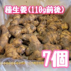 種生姜小(110g前後)7個