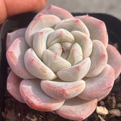 新入荷　多肉植物　エケベリア　いちごミルク生大福　抜き苗　１株