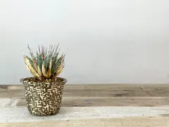 2026年最新】エボリスピナ陽炎の人気アイテム - メルカリ