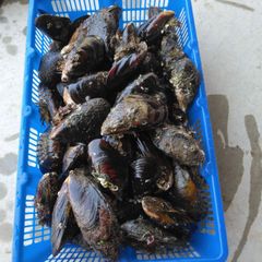 冷凍釣り餌カラス貝 イガイ 特大サイズ 9㎏ - メルカリ