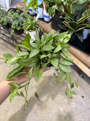 ホヤ・ラクノーサ・シルバー　３号　ハンギング　観葉植物　インドア　屋内　インテリア　グリーン　ショップ　カフェ　オフィス