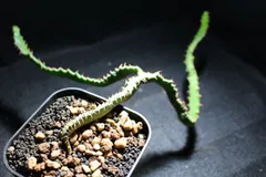 送料無料 入手困難 激レア ユーフォルビア 飛竜 カタチ製作所 バレル