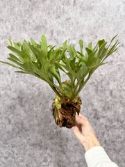 輸入直後新鮮株【Mサイズ】B10 ▽P.ridleyi Wild from Central Borneo ▽ リドレー　リドレイ【PLANET】ビカクシダ