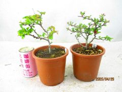 [讃岐屋緑兵衛] 小品盆栽素材 長寿梅 赤/白花 2色組 (43152茶丸プラ鉢)全高：23㎝ 宅配便発送