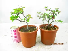 2025年最新】長寿梅 梅 盆栽の人気アイテム - メルカリ