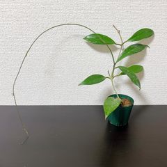 ホヤ