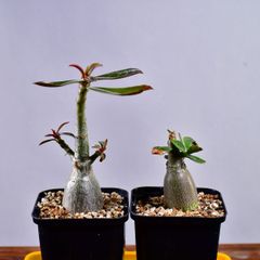 3P6 実生 アデニウム ソマレンセ/エイリアン コーデックス 塊根植物 アデニウムソマレンセ/エイリアン