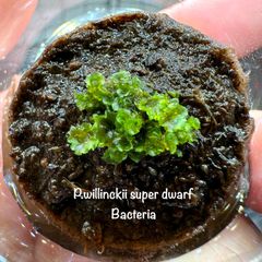 スプリングセール♪P.willinckii Bacteria 前葉体 大きめ