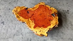 taka 花梨　 座卓 一枚板 高級テーブル　天然木製光沢座卓アンティーク 天然木 座卓 一枚板 花梨 アンティーク taka様専用 花梨 座卓 一