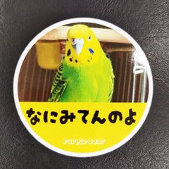 送料無料　セキセイインコ　インコ「インコ　なにみてんのよ　ステッカー」（約６０ｍｍ×約６０ｍｍ）