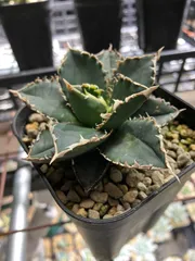 アガベ チタノタ 浪人　agave 大株　鉢のまま発送　最終値下げ価格 Yahoo!オークション - 【美株】アガベ 浪人 検索)Agave チタノタ