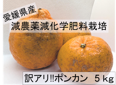 愛媛県産　減農薬　訳アリポンカン　5kg