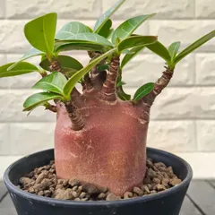 2025年最新】アデニウム ブラックの人気アイテム - メルカリ