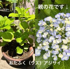 ウズアジサイ （オタフク）約45cm つぼみ付き 大苗