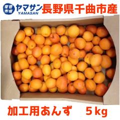 6月中旬～7月中旬発送　長野県千曲市産　生あんず　杏　あんず5kg箱　加工用