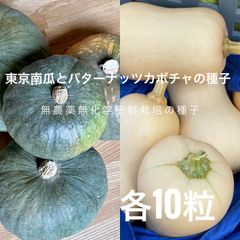 東京南瓜とバターナッツカボチャの種子各10粒セット販売