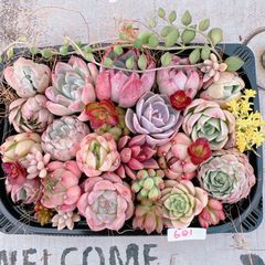 多肉植物寄せ植えset♡681 - メルカリ