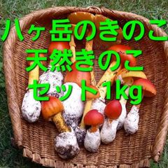 天然きのこ 26 タマゴタケ、アカヤマドリ、マツオウジ - メルカリ 天然きのこ 26 タマゴタケ、アカヤマドリ、マツオウジ - メルカリ