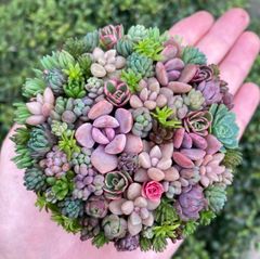 オーダー承ります 多肉植物寄せ植え そのまま飾れる ブーケ寄せ