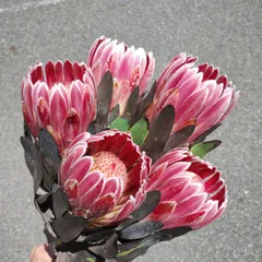 2024年最新】プロテアカーニバルの人気アイテム - メルカリ 