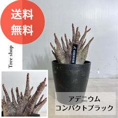 アデニウム コンパクトブラック【送料無料】砂漠のバラ 高さ0.3ｍ(鉢込み）幅0.15ｍ 15cmプラ鉢 多肉植物 ドライガーデン インテリア 観葉植物 多年草