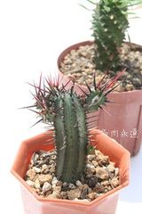 紅彩閣 ユーフォルビア 2号ポット トウダイクサ科 多肉植物 根付苗 多肉永遠
