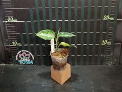 アグラオネマ 　ピクタム　トリカラー Aglaonema pictum tricolor