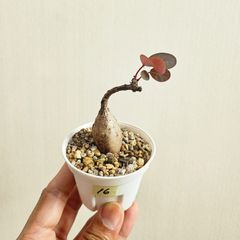 ⑯♡ミニ株♡〚フィランサス・ミラビリス〛Phyllanthus Mirabilis 塊根植物 コーデックス ポット発送