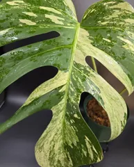 2025年最新】ボルシギアナ ミントの人気アイテム - メルカリ