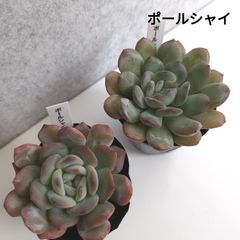 多肉植物のお店 リッシュ - メルカリShops