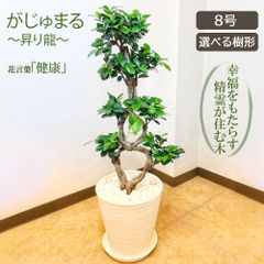 パールアカシア 苗 大型 180cm❗整った樹形 際立つシルバーリーフ