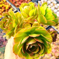 68#植物アエオニウム錦❤️石化ハロウィンブラック糸引き锦❤️15頭26cm拨き苗 新入荷 アエオニウム ハロウィン錦(古株、ブーケ型) 法師錦 超大