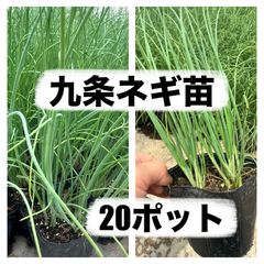 お買い得‼️苗の専門店‼️九条ネギ苗‼️20ポット‼️冬には太い九条ネギが収穫出来ます‼️