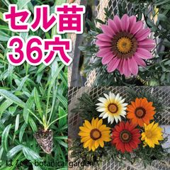 受注生産の為、3/30以降出荷予定【花のセル苗】プラグ苗　ガザニア　ベッキー　36穴34本　特価　プラグ苗　セル苗　種　タネ　播種　自家用　業務用