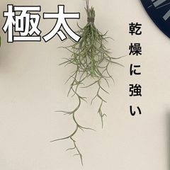 細葉4】ウスネオイデス スパニッシュモス エアープランツ 観葉植物