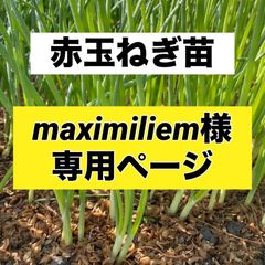 maximiliem様専用ページ‼️赤玉ねぎ苗2,000本‼️玉ねぎ苗