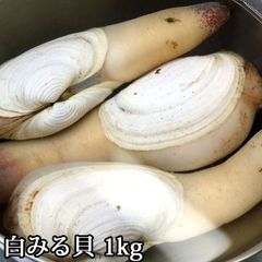 白ミル貝 活き 約1kg（3個～6個） しろみるがい シロミルガイ 貝 白みる貝 生きてる 冷蔵便