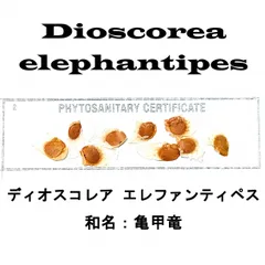 4月入荷 5粒+ 亀甲竜 ディオスコレア エレファンティペス 種子 種 証明書のサムネイル