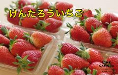 ⭐︎送料込⭐︎北海道だけの品種♡甘い♡ けんたろう苺　2パック