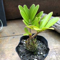 ポットごと♡ザミア♡高価な塊根植物♡観葉植物♡インテリア